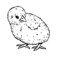 Side-view of a fluffy chick, hand-drawn ink illustration. Represents nature, farming, and bird breeding. Ideal for branding, packaging, Easter creative projects and educational materials vector