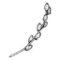 Hand-drawn ink illustration of a willow branch with soft catkins. Ideal for Easter, spring decorations, greeting cards, invitations, botanical projects, nature-inspired prints, organic branding vector