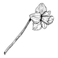 Hand-drawn ink illustration of a single daffodil flower with a long stem. Perfect for spring themes, botanical art, floral designs and Easter decorations, for branding, packaging and creative projects vector