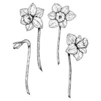 Set of hand drawn daffodils in various bloom stages, sketched with ink. Ideal for spring-themed projects, gardening guides, floral education, packaging, seed catalogs and botanical art collections vector