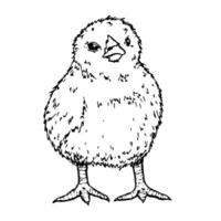 A fluffy baby chick, hand-drawn ink sketch. Perfect for farm life, poultry breeding, and spring-themed illustrations. Ideal for branding, packaging, educational materials, and creative projects vector