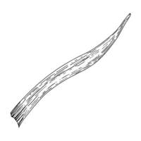 Ink drawing of a single curved leaf, isolated on a black background. Ideal for botanical illustrations, floral compositions, nature designs, and elegant decorative art. Great for branding and vector