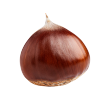 chestnut isolated on a transparent background png