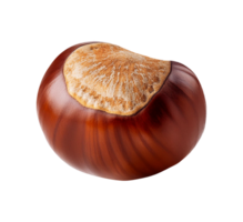 A single chestnut on a transparent background png