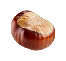 A single chestnut isolated png