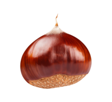 chestnut isolated on transparent background png