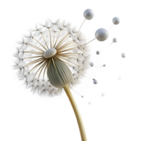 vibrant traditional magnificent traditional Dandelion Seed Head Delicate professional high quality png
