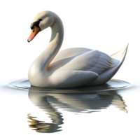 beautiful rustic A graceful swan gliding across a still lake, soft morning light, serene atmosphere high quality png