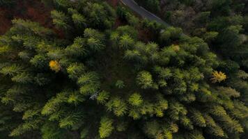Aerial view of a narrow, winding road through a coniferous forest in the Alps. The vibrant autumn foliage contrasts with the evergreen needles, showcasing a scenic mountain pass in Europe nature. video