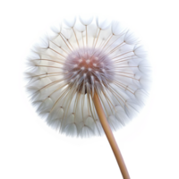 magnificent vintage A single dandelion seed head, delicate and intricate, backlit by a soft white light, macro photography 4K png
