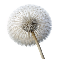 vibrant rustic A single dandelion seed head, delicate and intricate, backlit by a soft white light, macro photography professional png