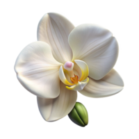 extraordinary modern A single, perfect white orchid, delicate and elegant, soft diffused lighting, botanical illustration style genuine png