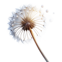 extraordinary abstract A Single Dandelion Seedhead with Seeds genuine png
