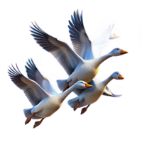 magnificent rustic A Flock of Migrating Geese Flying in V detailed png