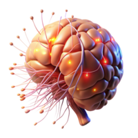 magnificent rustic A D Model of a Human Brain Neural detailed png