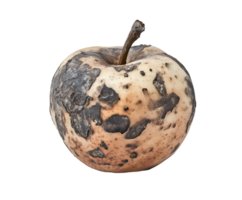 shriveled apple with dark spots and wrinkled skin showing signs of decay and mold on isolated background, rotten fruit with fungal infection and texture deterioration png