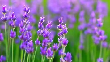 Blooming Lavender Flowers Swaying Gently in a Summer Field video