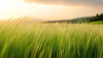 Tall Grass Swaying Gently in the Wind During Golden Hour Light video
