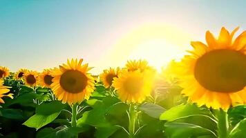 Blooming Sunflowers in Field Bathed in Warm Sunlight Slow Motion video