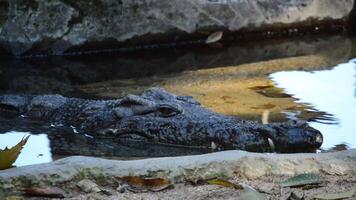 Head of Nile crocodile in a shore of a river - Crocodylus niloticus video