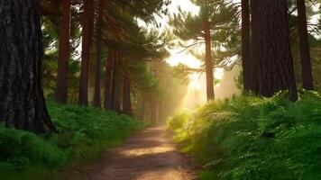 Walking Through Calm Forest Path with Sunlight Filtering Through Trees video
