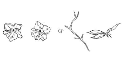Hand drawn orchid flower set, branch, bud, flower, leaves, inflorescence. Orchid set for invitations, designs, cards doodle style vector