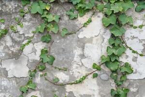 A textured wall covered with green ivy vines, showcasing a mix of light and dark green leaves against a weathered gray surface. photo