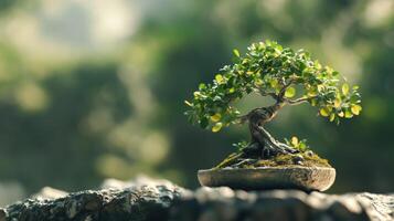 A small, beautifully shaped bonsai tree with lush green leaves, sitting on a stone surface. The background is softly blurred, highlighting the tree's intricate details and natural beauty. photo