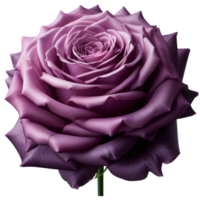 Purple Rose Bloom in 3D Realistic Style png