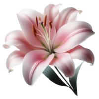 Pink Lily Flower in Realistic Style png