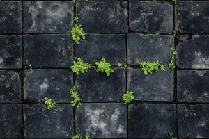 Seamless dark stone pavement with small green plants growing between the stones. The texture of the stones is rough and weathered, contrasting with the vibrant greenery. photo