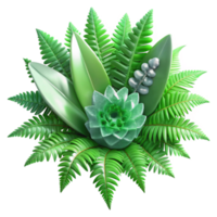stunning traditional Green Fern Flower Texture Tropical Foliage Isolated high resolution png