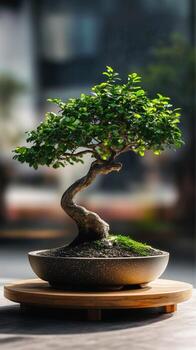 Bonsai tree in a pot on a table photo