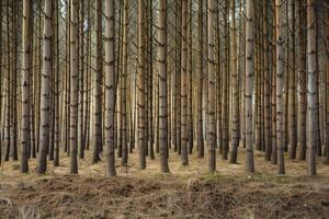 A dense forest of tall, slender trees with straight trunks and sparse branches. The ground is covered with dry grass and pine needles, creating a serene and tranquil atmosphere. photo