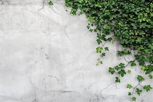A textured gray concrete wall with vibrant green clover leaves cascading down from the top. The contrast between the rough surface and the lush foliage creates a serene and natural atmosphere. photo