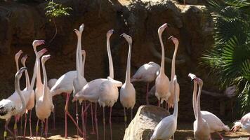 Greater flamingos birds nervous looking to one side and another video