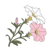 Petunia Flower on White Background Design vector