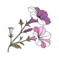 Petunia Flower White Background Artistic Design vector