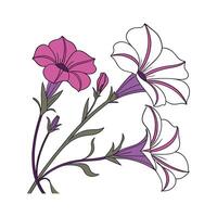 Petunia Floral Design on White Background vector