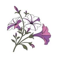 Petunia Floral Art on White Background vector