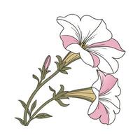 Petunia Flower Bright Design on White vector