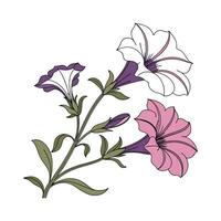 Petunia Bloom on White Background Artistic vector