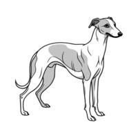 Whippet Dog on White Background Artistic Design vector