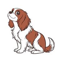 Cavalier King Charles Spaniel on White Background vector