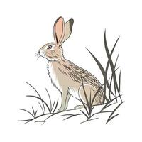 Realistic Rabbit Color Illustration with Outline. vector