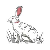 Rex Rabbit Realistic Color Illustration Design vector