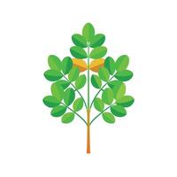 Stylized Fenugreek on White Background vector