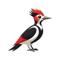 Woodpecker Bird Illustration on White Background vector