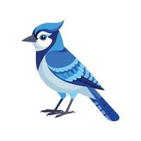 Blue Jay Unique Illustration on White Background vector