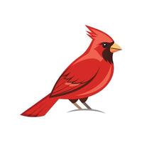 Cardinal Bird on White Background Illustration vector